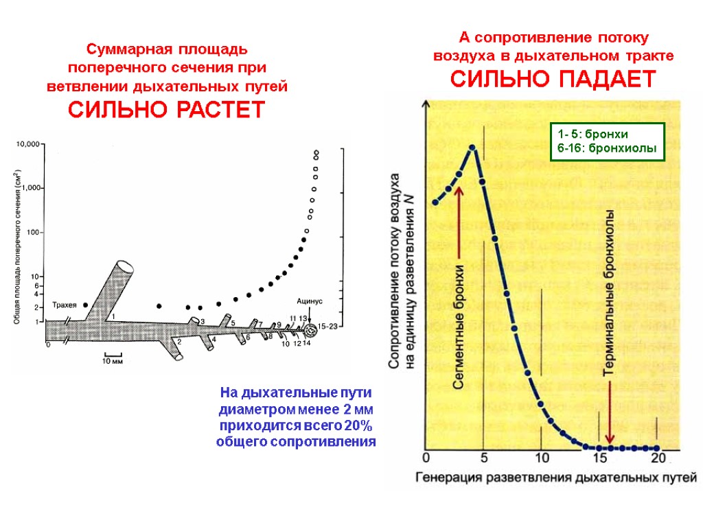 1- 5: бронхи 6-16: бронхиолы А сопротивление потоку воздуха в дыхательном тракте СИЛЬНО ПАДАЕТ